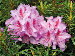 Wann genau muss man nach einer herbstpflanzung zum ersten mal düngen? Fruhbluhender Rhododendron Faszinierende Blutenpracht Gartenflora
