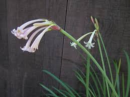 Image result for Cyrtanthus mackenii