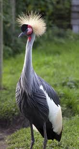 Wild Bird With Crazy Hair Crowned Crane Balearica Regulorum Pet Birds Colorful Birds Beautiful Birds