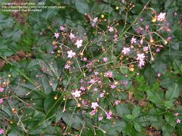 It comes in shades of pink, green, red. Plant Identification Closed Unknown Tiny Pink Flowers 1 By Sunf1ower