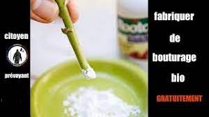 Qui seront perc�s de trous de drainage. Pas Besoin D Acheter De L Hormone De Bouturage Faites La Vous Meme