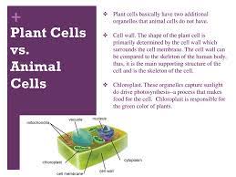 We did not find results for: The Cell And Its Organelles Ppt Download