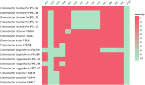 Image result for Enterobacter