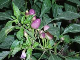Image result for Capsicum frutescens
