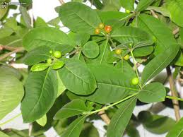 Image result for Rauvolfia