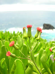 Image result for Emilia coccinea