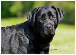 The labrador retriever has consistently ranked as the most popular purebred dog in the united states for more than 10 years, according to the american labs typically have litters of six to eight puppies. Stormy C Labrador Retrievers New Jersey Labrador Retriever Breeder