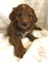 Maybe you would like to learn more about one of these? Irish Doodle Puppies Characteristics Pictures Advantages Colors Irish Doodle Irish Setter Puppy Irish Terrier Puppies