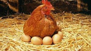 Sudah bagus, beragam, dan tinggal cetak. 88 Gambar Ayam Sedang Bertelur Hd Gambar Pixabay