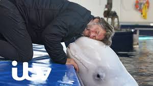 John bishop captures journey of two beluga whales being released from captivity and back into the wild in john bishop's great whale rescue. John Bishop Reveals Coronavirus Has Wiped Out Him And Wife Melanie