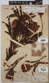 Image result for Protea afra