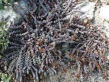 Image result for Crassula globularioides