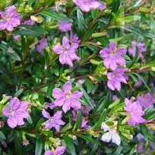 Cuphea Hyssopifolia Veronica Colombiana Fuccia Cuphea Plant Lavender Plant Plants