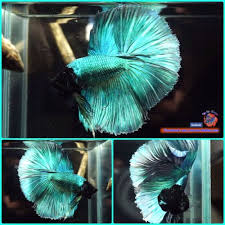 Live Betta Fish Male Metallic Green Halfmoon Hm 2993 Betta Fish Betta Beautiful Fish