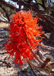 Image result for Erythrina abyssinica