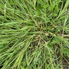 Image result for Paspalidium