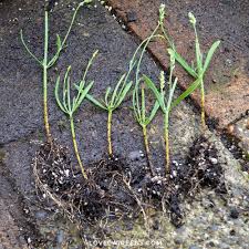 Image result for lavender cuttings