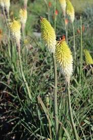 Image result for Kniphofia princeae