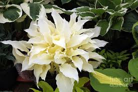 We did not find results for: Hosta White Feather Photograph By Ros Drinkwater