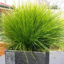 Fizz has a new fresh lemon taste! 210 Final Favorite Plants Ideas Plants Modern Landscape Design Landscape Design