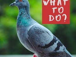 Found A Sick Or Injured Pigeon Here S What To Do And Not To Do Pethelpful
