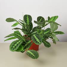 Image result for maranta