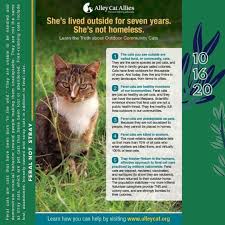 As for houtz's claim that feral cats are effective, the. October 16 Is National Feral Cat Day Green Paws Chicago Facebook