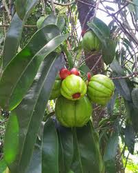 Ada stok yang warnanya gelap sedikit dan ada warna yang cerah sedikit mengikut keadaan buah dan cara jemuran buah asam. Dari Mana Asalnya Asam Keping Petrosains