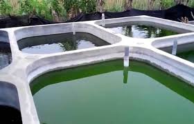 Contoh Sukses Budidaya Ternak Lele Teknologi Modern Foto Desain Kolam Official Website Initu Id