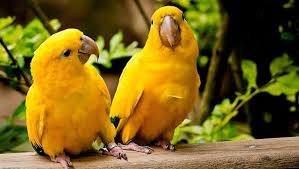 Passaros Amarelos Yellow Bird Birds Pretty Birds
