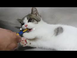 Check spelling or type a new query. How To Easily Adapt A Baby Cat S First Brushing Teeth Aww