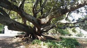 RÃ©sultat de recherche d'images pour "notre nature"