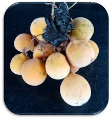 Image result for Ancylobothrys