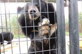 Following The Seizure Of 119 Animals From Wilson S Wild Animal Park In Frederick County Virginia A Judge Has Ruled That Wild Animal Park Animals Animals Wild