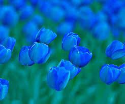 Blue Tulips Because He Insists On Something Blue Beautiful Blue Tulips Tulips Flowers Amazing Flowers Photos