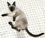 Best male Siamese cat names For Your Kitten