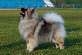 A shaved keeshond will still shed. Keeshond Dog Breed Information Temperament Health