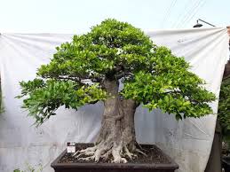 Memang benar bentuk unik dari tanaman adenium itu indah. Terkenal Mahal Ini 7 Keunikan Dan Keindahan Bonsai Kimeng
