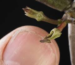 Image result for Ceropegia cimiciodora