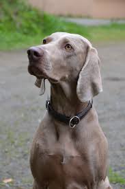 Image result for výmarský dlouhosrstý ohař