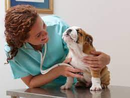 How Long Does It Take To Become A Veterinarian? | Gcu Blog