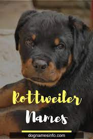 Many of the usual dog names work well for rottweilers, especially names that are stronger and sound more confident. Top 170 Great Ideas For Rottweiler Dog Names Male Female
