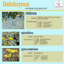 Image result for Helichrysum lastii