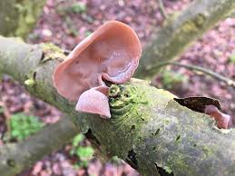 Wood Ear Fungus Fungi Wood Plants