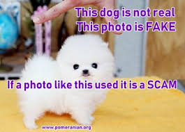 Real teacup bichon living doll! Buying A Pomeranian Puppy Avoid Pomeranian Puppy Scams