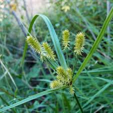 Image result for Cyperus amauropus