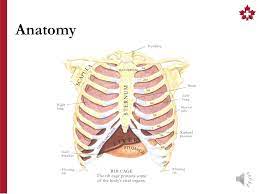 The human rib cage is made up of 12 paired rib bones; Chest Injuries Basic Upon Completion Of This Session The Student Will Be Able To Describe The General Signs Of Chest Injury Outline The Signs Symptoms Ppt Download