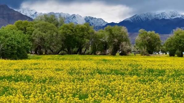 Vast expanses of rapeseed fields are in full bloom in Taxkorgan Tajik  Autonomous County in northwest China's Xinjiang Uygur Autonomous Region,  transforming the plateau into a lively yellow-green ...