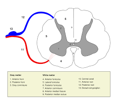 Tulang belakang berfungsi untuk menyangga kepala, bahu dan tubuh anda. Spinal Cord Wikidoc