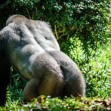Check Out the Ass on That Gorilla - Jasonian Photography
